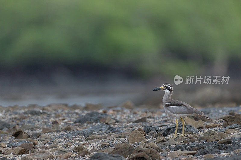 海鸟:成年沙滩粗膝鹬，又称沙滩石鹬(Esacus magnirostris)。